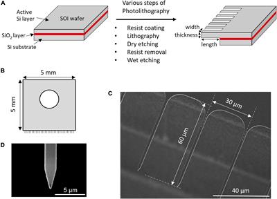 Microneedle Array-Assisted, Direct Delivery of Genome-Editing Proteins Into Plant Tissue